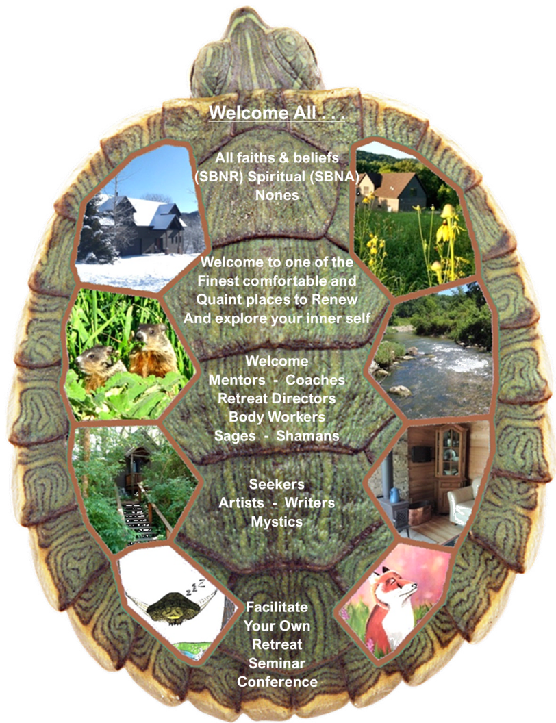 turtle11